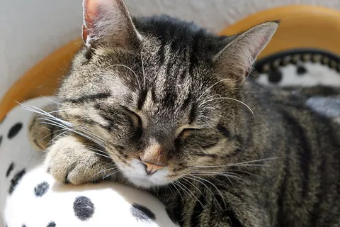 灰色、黑色、斑猫、猫、老虎、动物、捕食者、虎虎