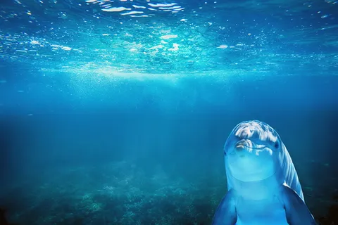 海洋,蓝色,海豚,动物,水,水下,野生动物,海底 海洋,蓝色,海豚,动物,水,水下,野生动物,海底