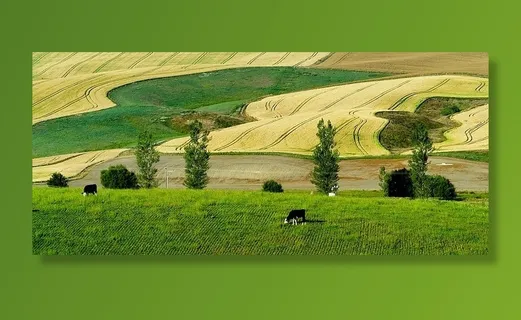 黑色，白色，奶牛，饲养，草地，新西兰，全景，奶牛