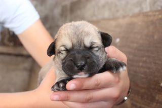 新生儿、狗、小狗、一只动物、人手、哺乳动物、家养、宠物