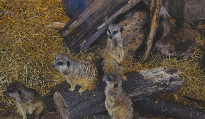 棕色砍下的树干上有四只棕色和黑色的动物