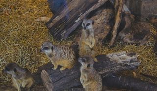 棕色砍下的树干上有四只棕色和黑色的动物