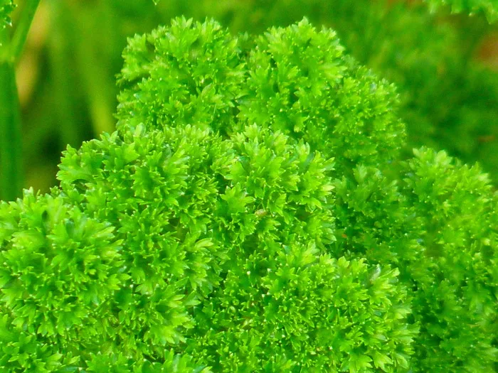 欧芹、香料、香草园、绿色、香草、贝特利、费德塞利、费尔斯沃兹