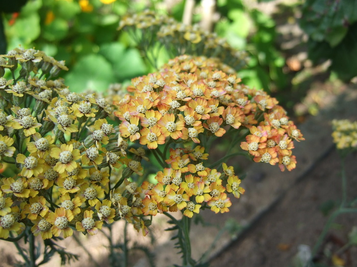 多年生植物，achillea，花朵，黄色，黄色花朵，植物，生长，前景突出