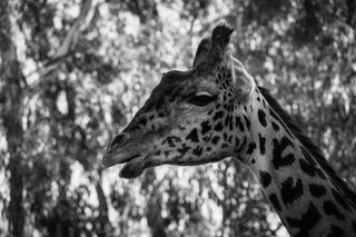 动物, 动物园, 长颈鹿, 野生动物, 树, 黑色和白色, 黑色, 肖像