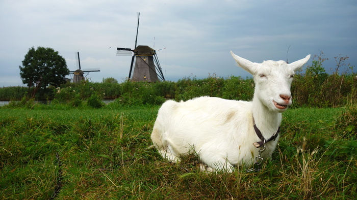 山羊、磨坊、风车、景观、草地、kinderdijk、文化遗产、哺乳动物