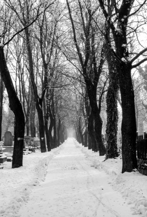 促销，冬天，路，自然，雪路，冬天，路，雪，树