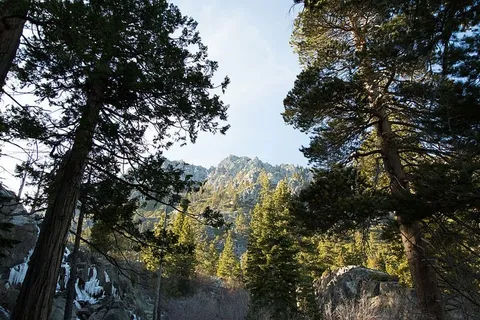 针叶树,日光,环境,常绿,冷杉树,雾,森林,朦胧 针叶树,日光,环境,常绿,冷杉树,雾,森林,朦胧
