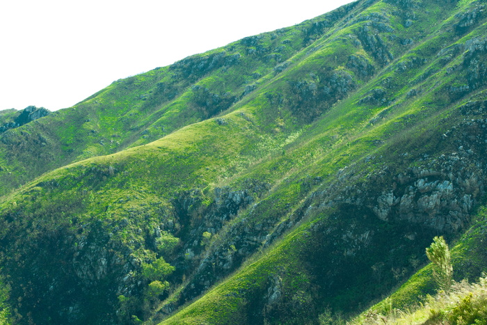 南非，joubertina，tsitsikamma山区保护区tmr，fynbos，景观，山脉，东开普省，灌木