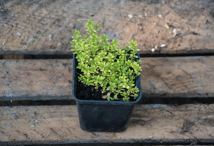 百里香，植物，自然，植物，生长，叶子，绿色，花盆
