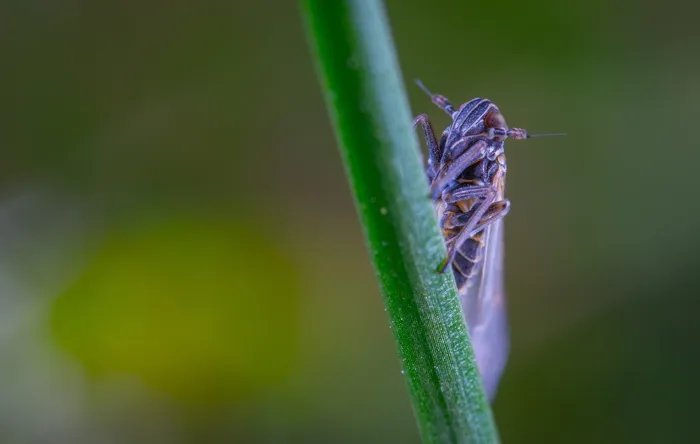 适用于普通高腐叶蝉、草叶、昆虫、无脊椎动物、野生动物、一体动物、动物题材、野生动物