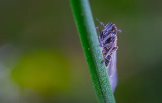 适用于普通高腐叶蝉、草叶、昆虫、无脊椎动物、野生动物、一体动物、动物题材、野生动物