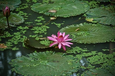 粉红莲花，植物，花朵，花朵，百合，池塘百合，户外，水