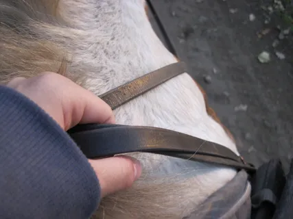 缰绳，手，马，骑，赖特，小马，白色，一人