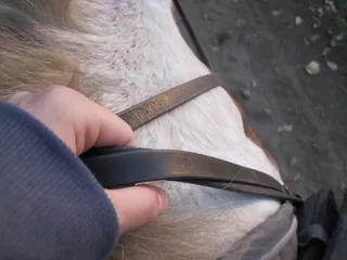 缰绳，手，马，骑，赖特，小马，白色，一人