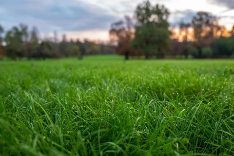 普拉托，露水，自然，草，绿色，植物，博克，关闭