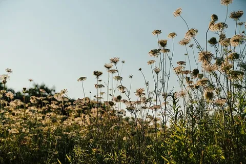 高田植物生长照片 高田植物生长照片