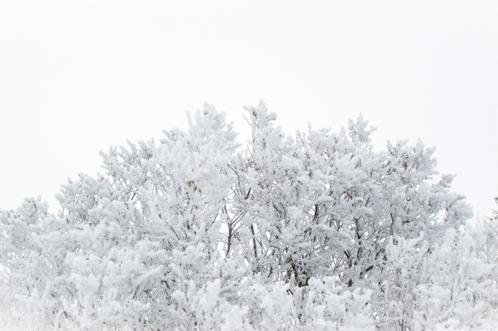 霜冻、冬天、雪、冰冻、寒冷、季节、天气、树木