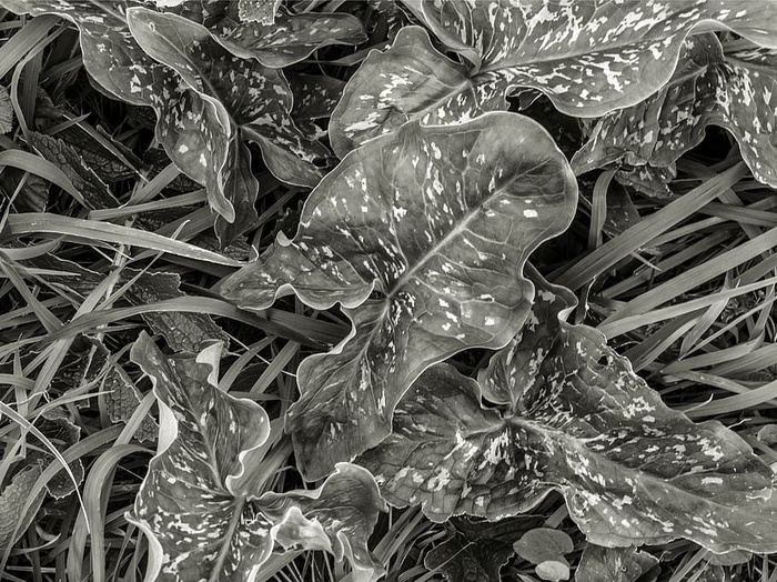 植物、叶子、花朵、花、蛇、爬行动物、动物、地面