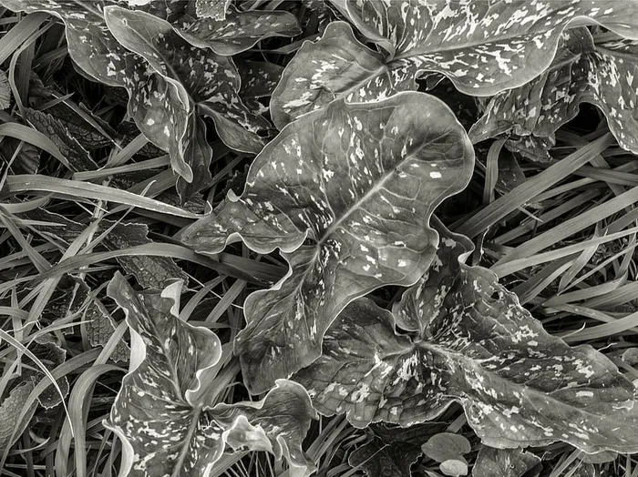 植物、叶子、花朵、花、蛇、爬行动物、动物、地面