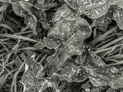 植物、叶子、花朵、花、蛇、爬行动物、动物、地面