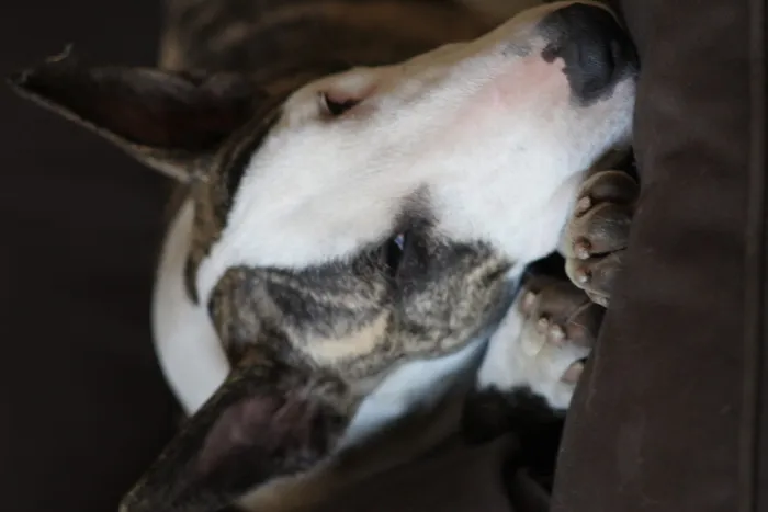 狗，动物，哺乳动物，狗，宠物，鼻子，牛，牛