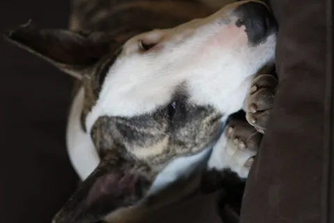 狗，动物，哺乳动物，狗，宠物，鼻子，牛，牛