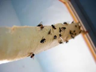 乌克兰，胶带，苍蝇，死亡，悲伤，粘性，昆虫，蓝色