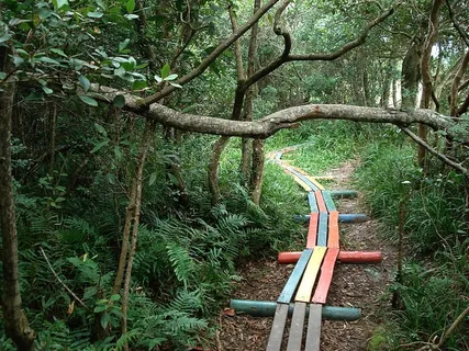 风景，自然，水，夏天，冒险，树枝，五颜六色，五颜六色