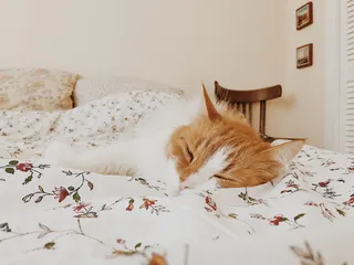 猫，小猫，复古，照片，睡意，家养，哺乳动物，动物主题