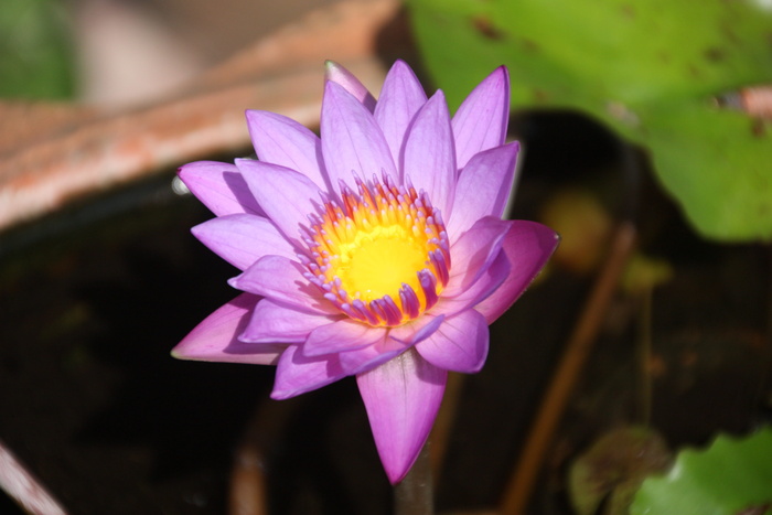 莲花，花朵，花朵，花朵，池塘，莲花，水生植物，亚洲