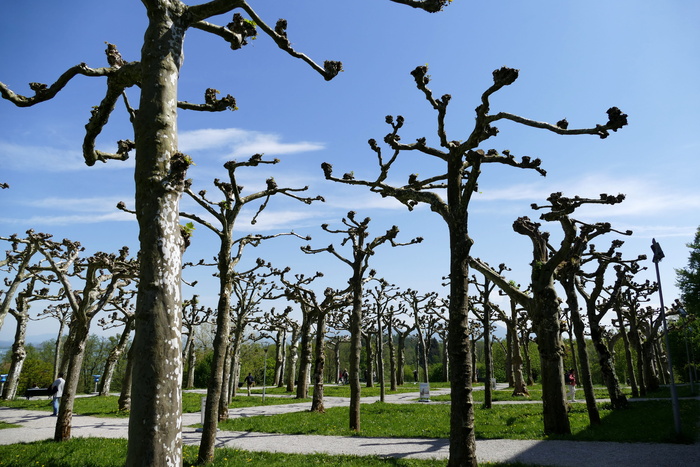 树修剪, herrenchiemsee, 公园, 植物, 树, 天空, 自然, 树干