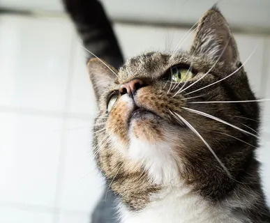 猫，宠物，动物，肖像，可爱，家养，家猫，哺乳动物