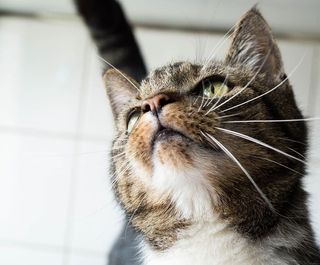 猫，宠物，动物，肖像，可爱，家养，家猫，哺乳动物