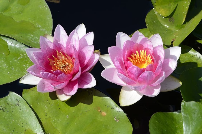 莉莉，池塘，水，莉莉，水，莉莉，花，开花植物，花瓣