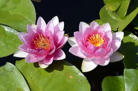 莉莉,池塘,水,莉莉,水,莉莉,花,开花植物,花瓣 莉莉,池塘,水,莉莉,水,莉莉,花,开花植物,花瓣
