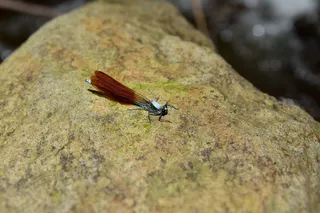 特写照片，棕色，米色，豆娘，石头，自然，景观，河流