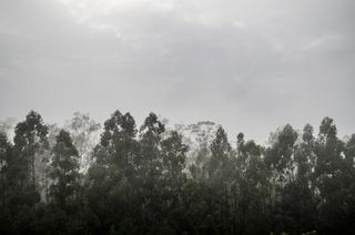 巴西，安帕罗，树木，绿色，雾，树叶，森林，云