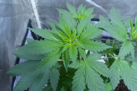 大麻叶,植被,大麻,大麻,叶,绿色,大麻-草本大麻,植物 大麻叶,植被,大麻,大麻,叶,绿色,大麻-草本大麻,植物