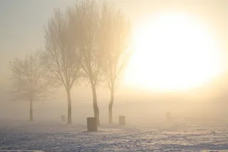 阳光下的树木、自然、天气、户外、雾、雾、光、火炬