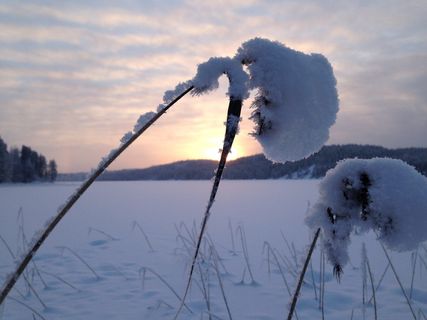 霜，雪，冬天，太阳，白色，水晶，冰，芦苇