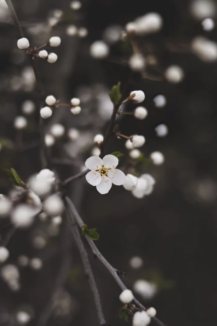 白花