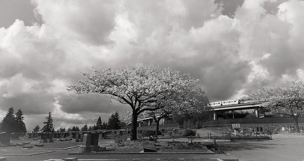 加拿大，本纳比，树木，兰斯角，translink bc，树木，植物，云天