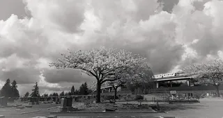 加拿大，本纳比，树木，兰斯角，translink bc，树木，植物，云天
