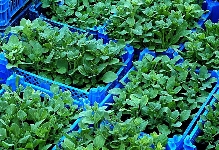 苗木、植物、苗圃、饲养、种植、垃圾箱、塑料、园艺