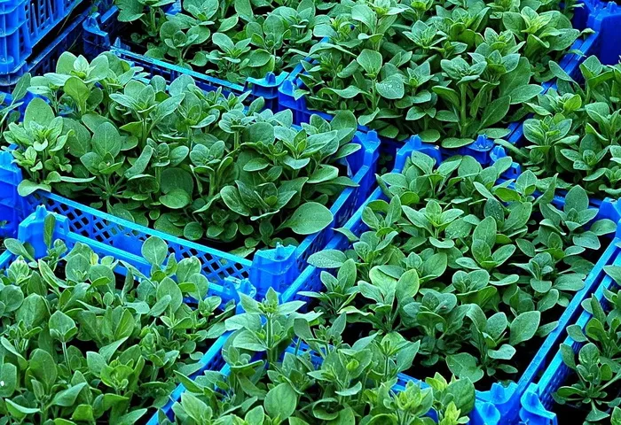 苗木、植物、苗圃、饲养、种植、垃圾箱、塑料、园艺