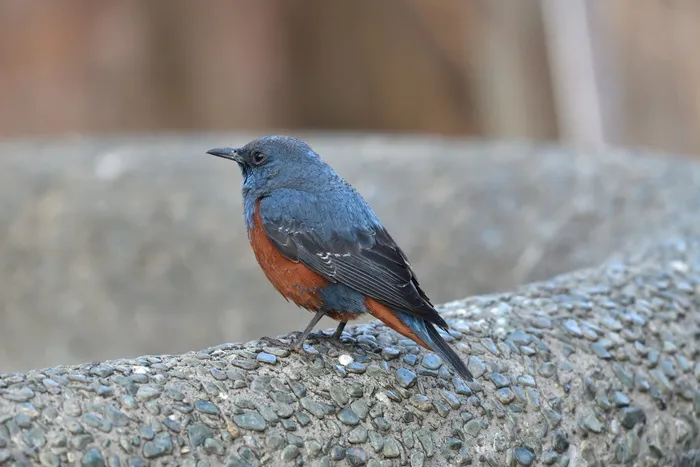 户外，鸟类，野生动物，自然，方法球，动物，动物主题，一种动物