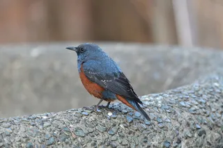 户外，鸟类，野生动物，自然，方法球，动物，动物主题，一种动物