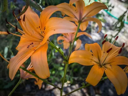 花,橘子,植物,花园,装饰,开花植物,植物,花瓣 花,橘子,植物,花园,装饰,开花植物,植物,花瓣