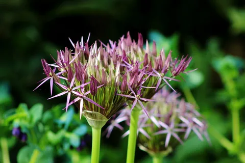 蒜头、观赏洋葱、新生、花园、春天、花朵、紫色、植物 蒜头、观赏洋葱、新生、花园、春天、花朵、紫色、植物